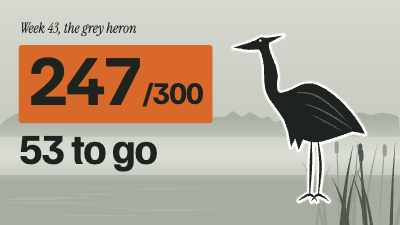 Fenwatch Big Year Birding Thumbnails template preview